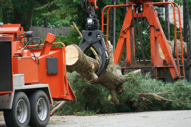 Best Lawn Grading and Leveling  in Adel, IA
